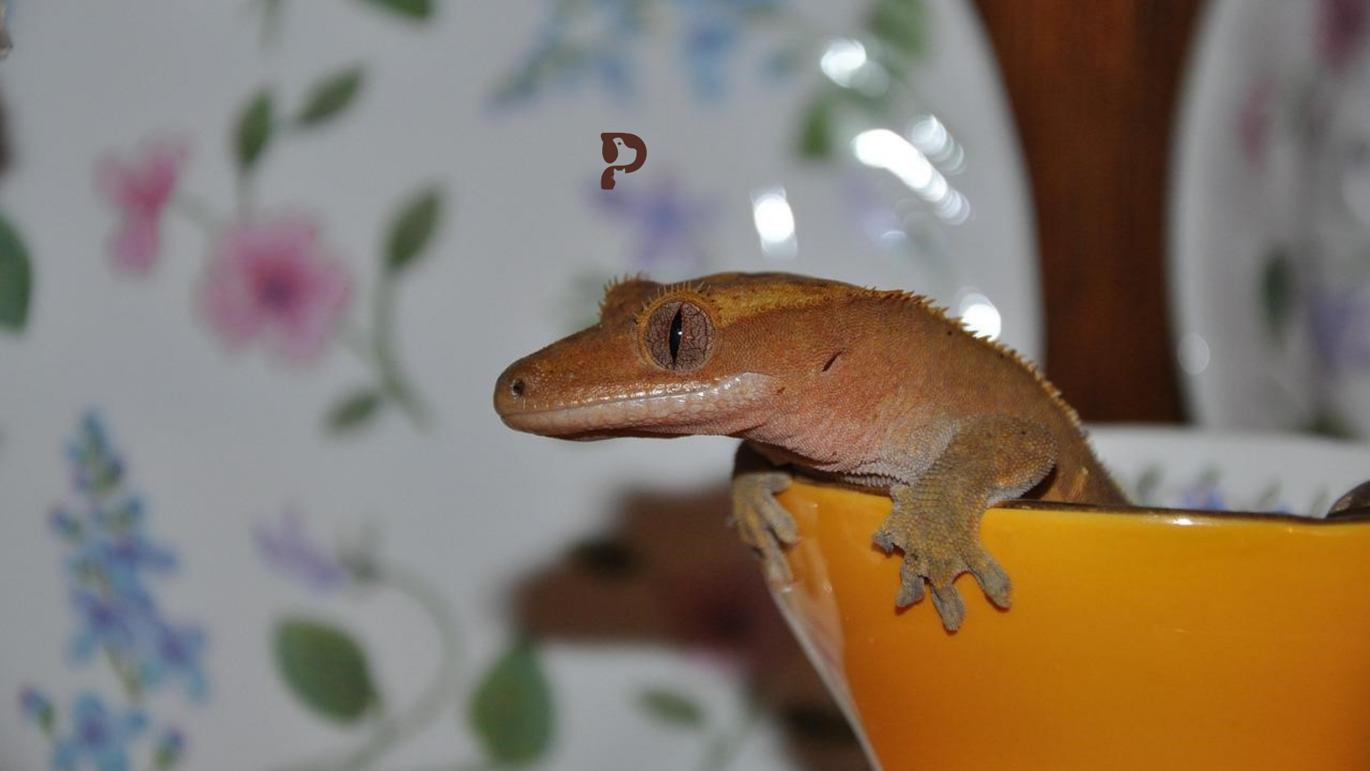 crested gecko