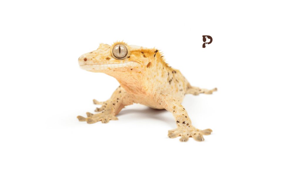 crestie