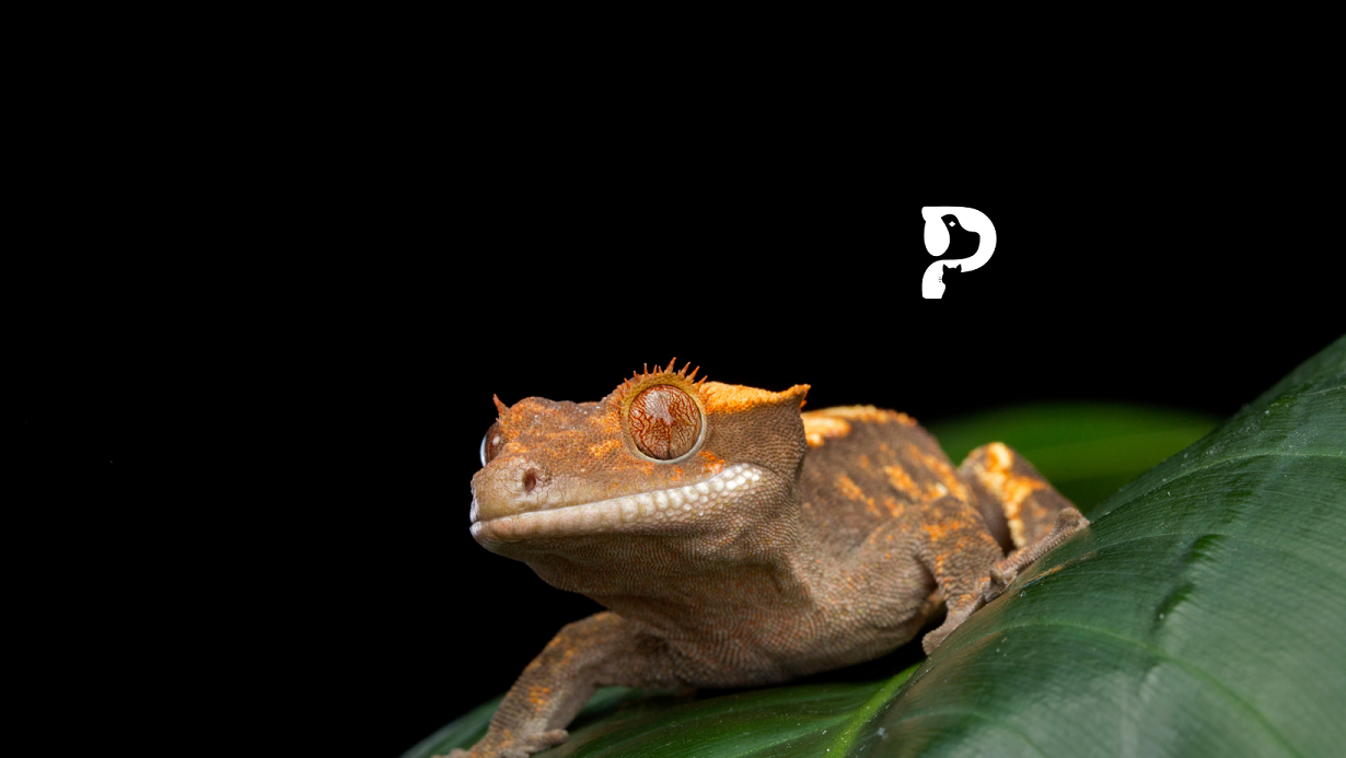 Can Crested Geckos Eat Applesauce or Not? The Truth Pet Engineers