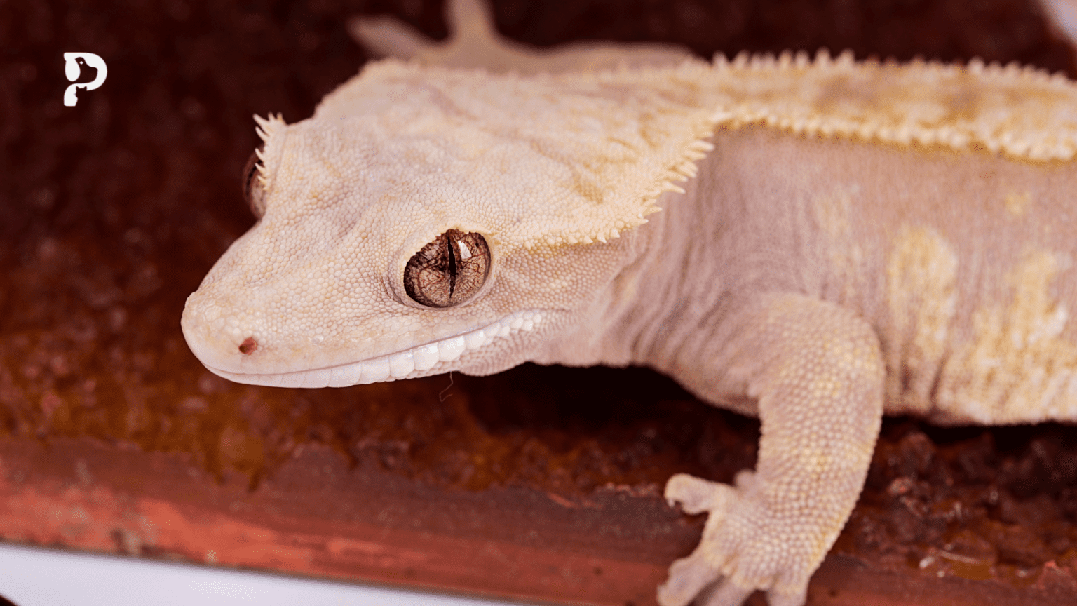 Here's What Crested Gecko Sounds and Noises Mean Pet Engineers