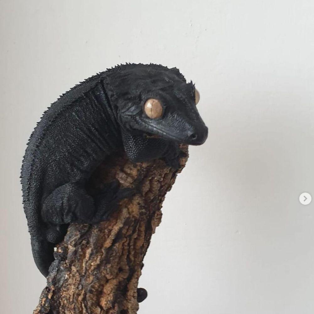 hyper melanistic crested gecko