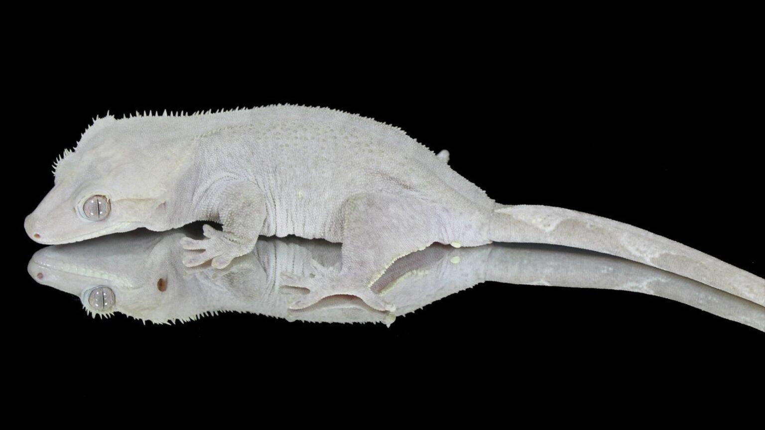 5 Most Expensive Crested Gecko Morphs in The World Pet Engineers