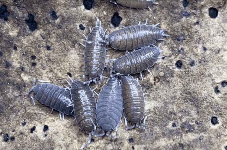 6 Best Isopods for Tokay Gecko Enclosure/Terrariums 2023 Pet Engineers