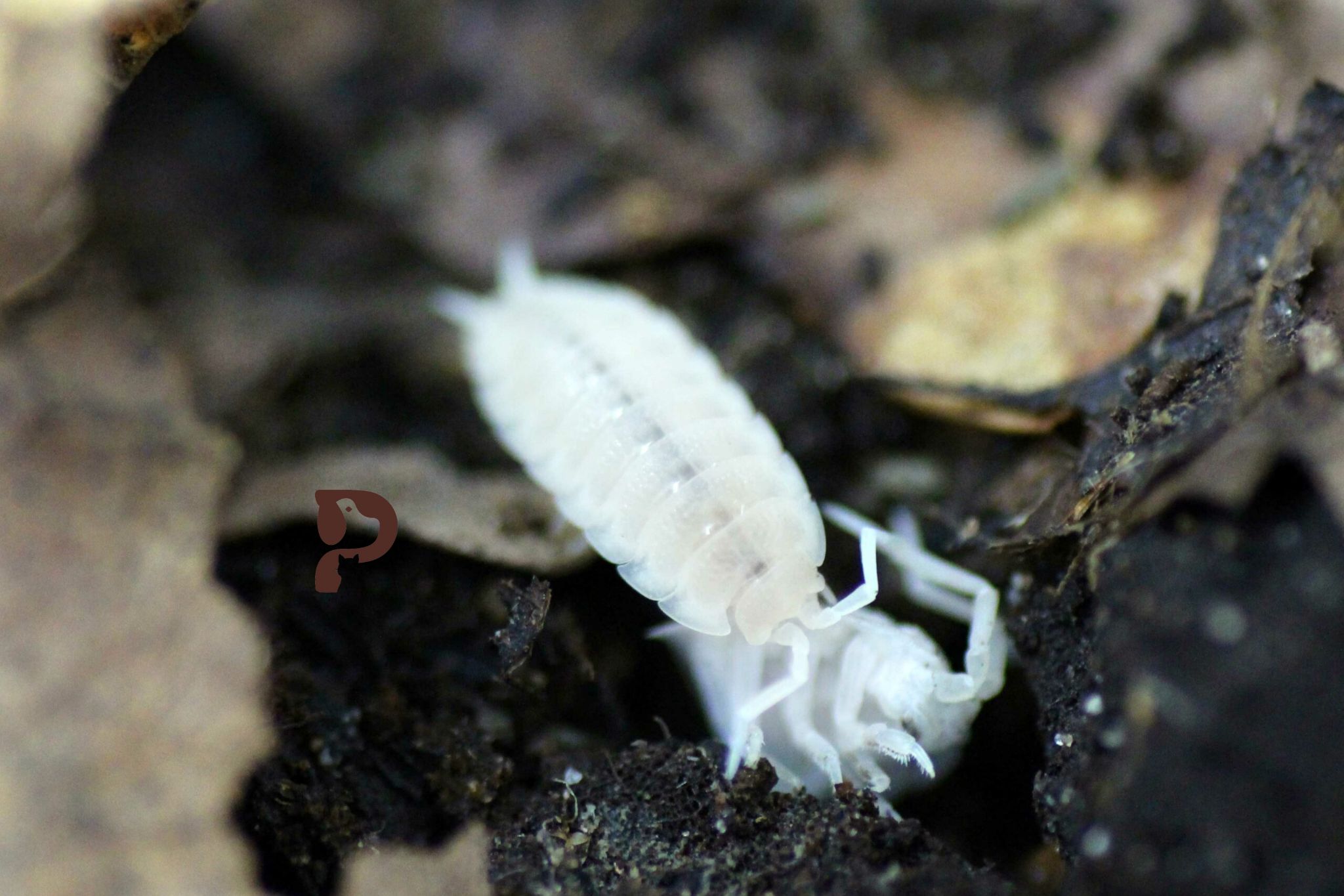 6 Best Isopods For Crested Gecko Enclosure/Terrariums in 2023 Pet