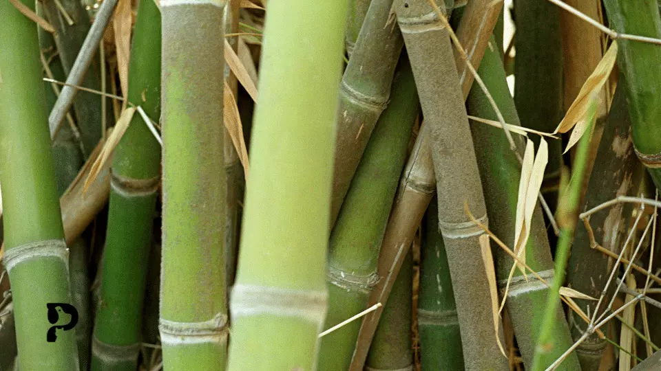 Is Bamboo Safe For Crested Geckos? Pet Engineers