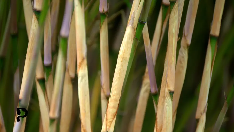Is Bamboo Safe For Crested Geckos? Pet Engineers
