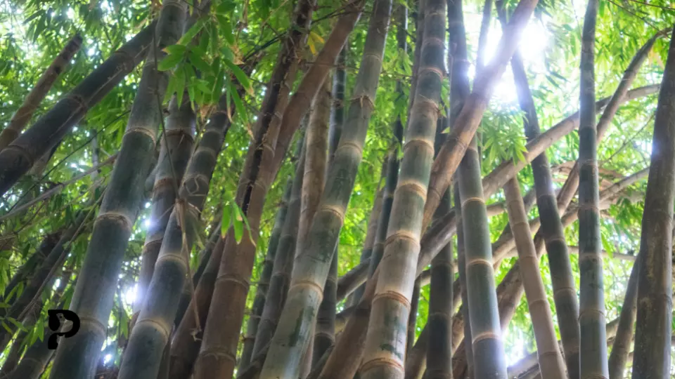 Is Bamboo Safe For Crested Geckos? Pet Engineers