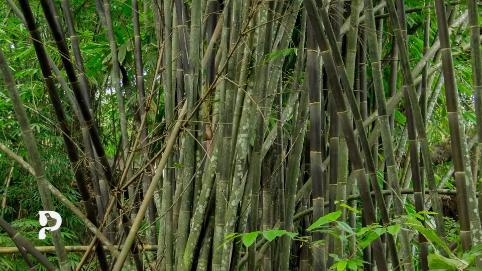 Is Bamboo Safe For Crested Geckos? Pet Engineers