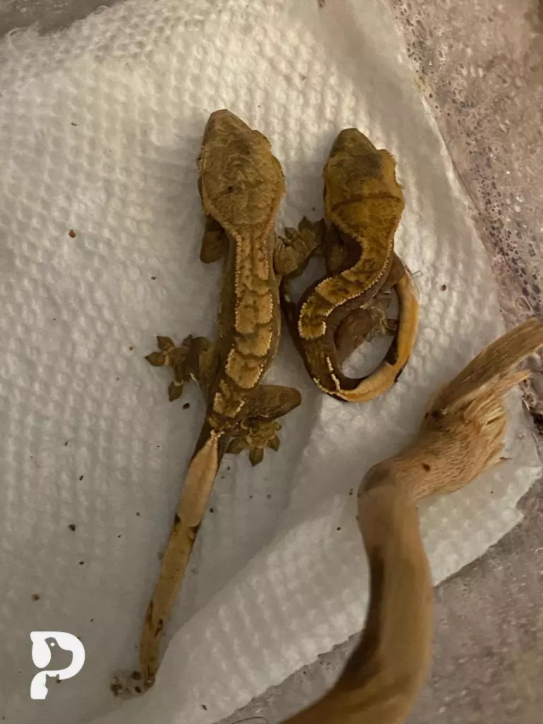 Hatchlings cohabitating