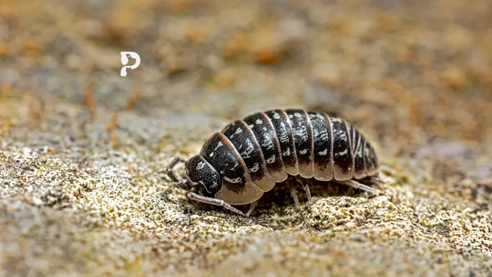 Isopods