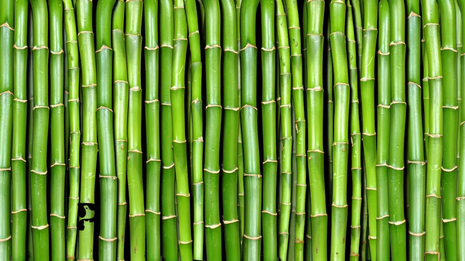 Is Bamboo Safe For Crested Geckos? Pet Engineers