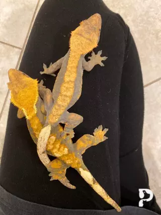 two crested geckos