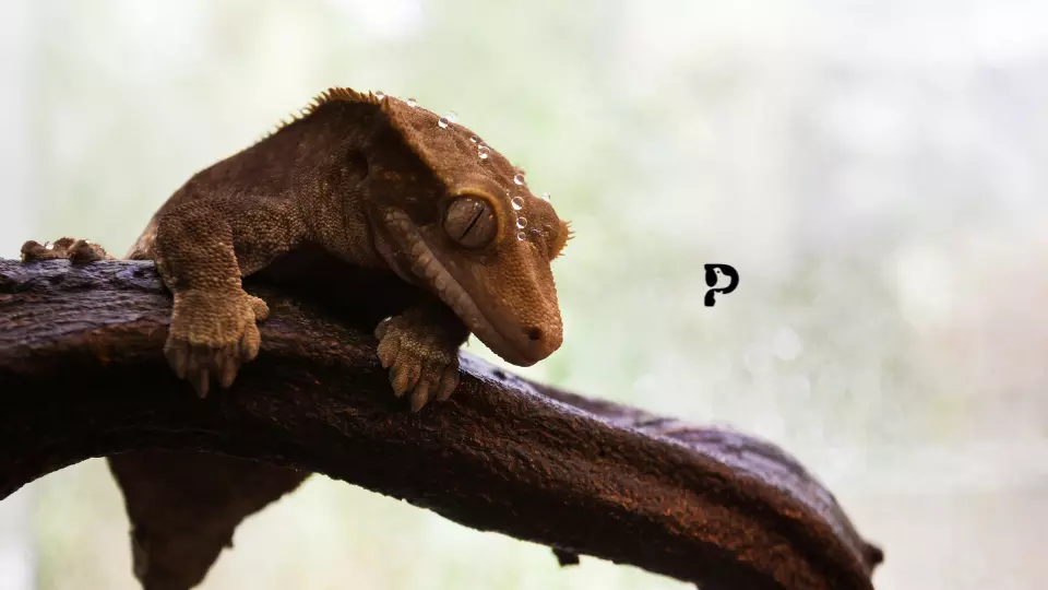 crested gecko