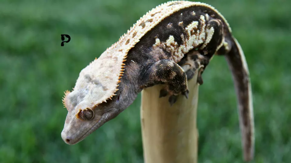 crested gecko