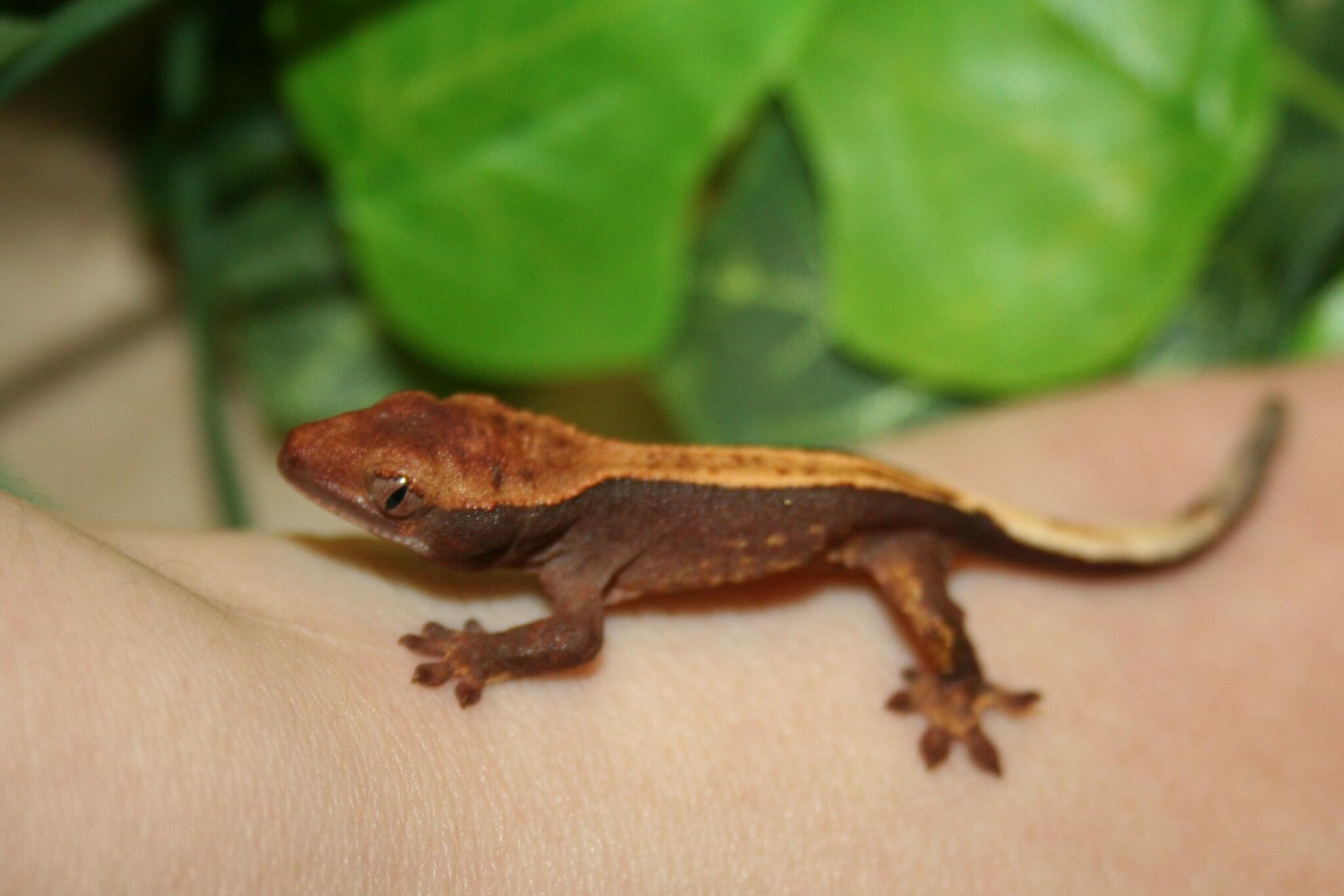 Can Crested Geckos Eat Crickets? Pet Engineers