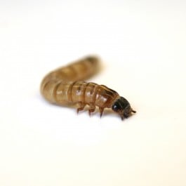 superworms