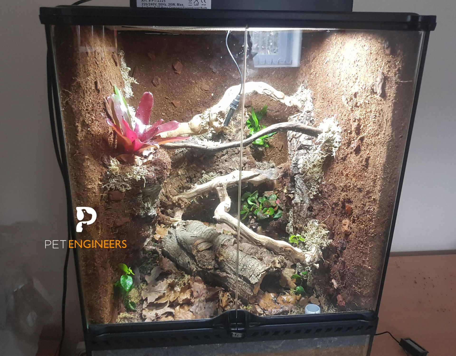 Crested Gecko Lifespan How Long Do Crested Geckos Live in Today’s