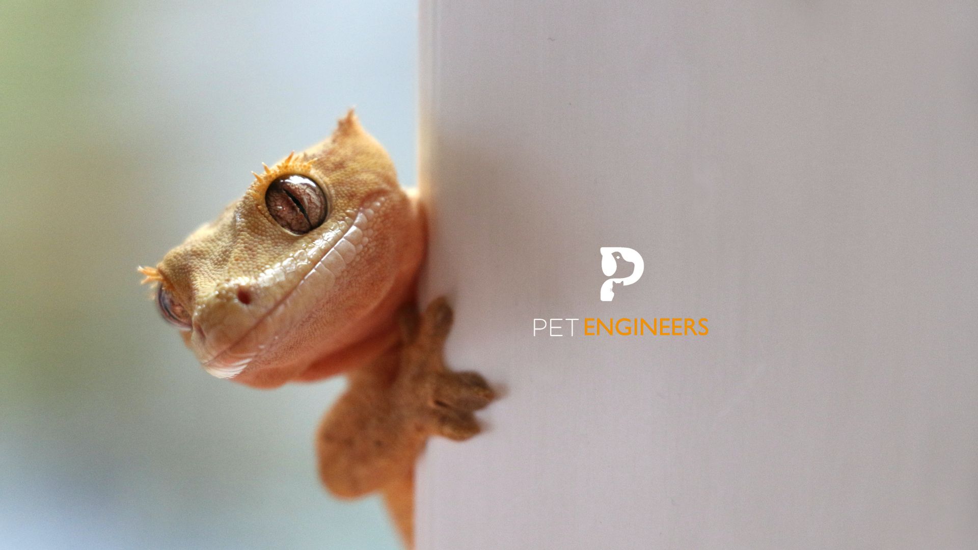 How To Catch An Escaped Crested Gecko 2023 Guide Pet Engineers