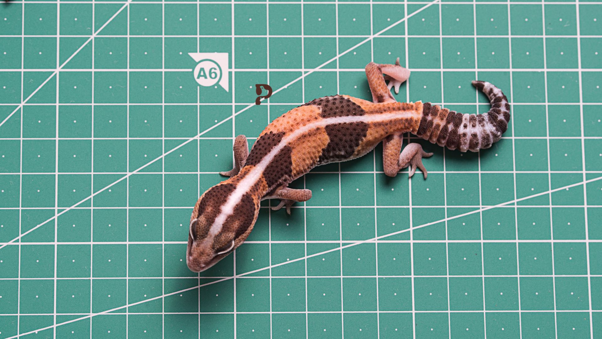 12 Types of Geckos To Keep as Pets Pet Engineers