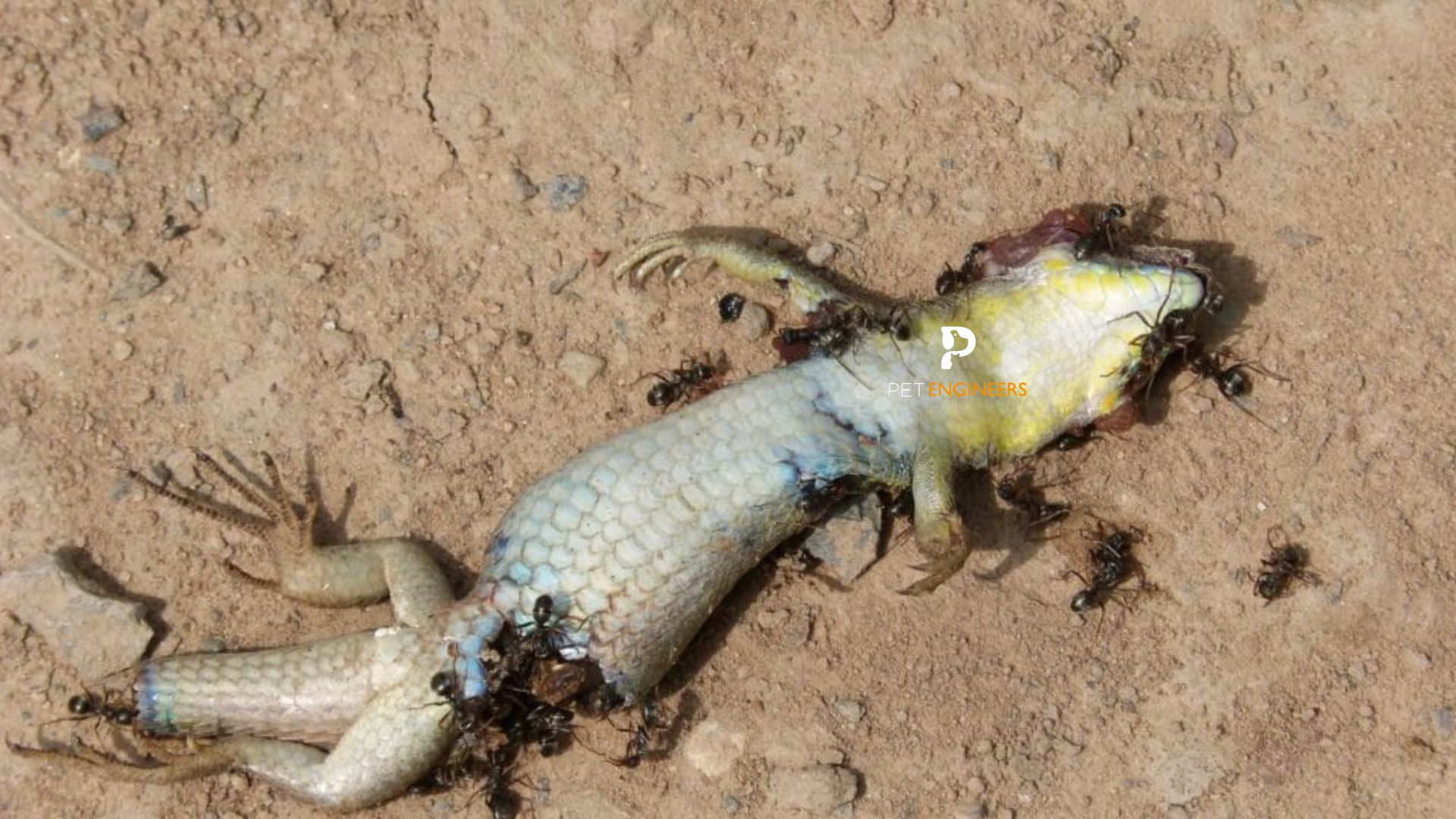 Can Crested Gecko Eat Ants or Not 2023? Pet Engineers