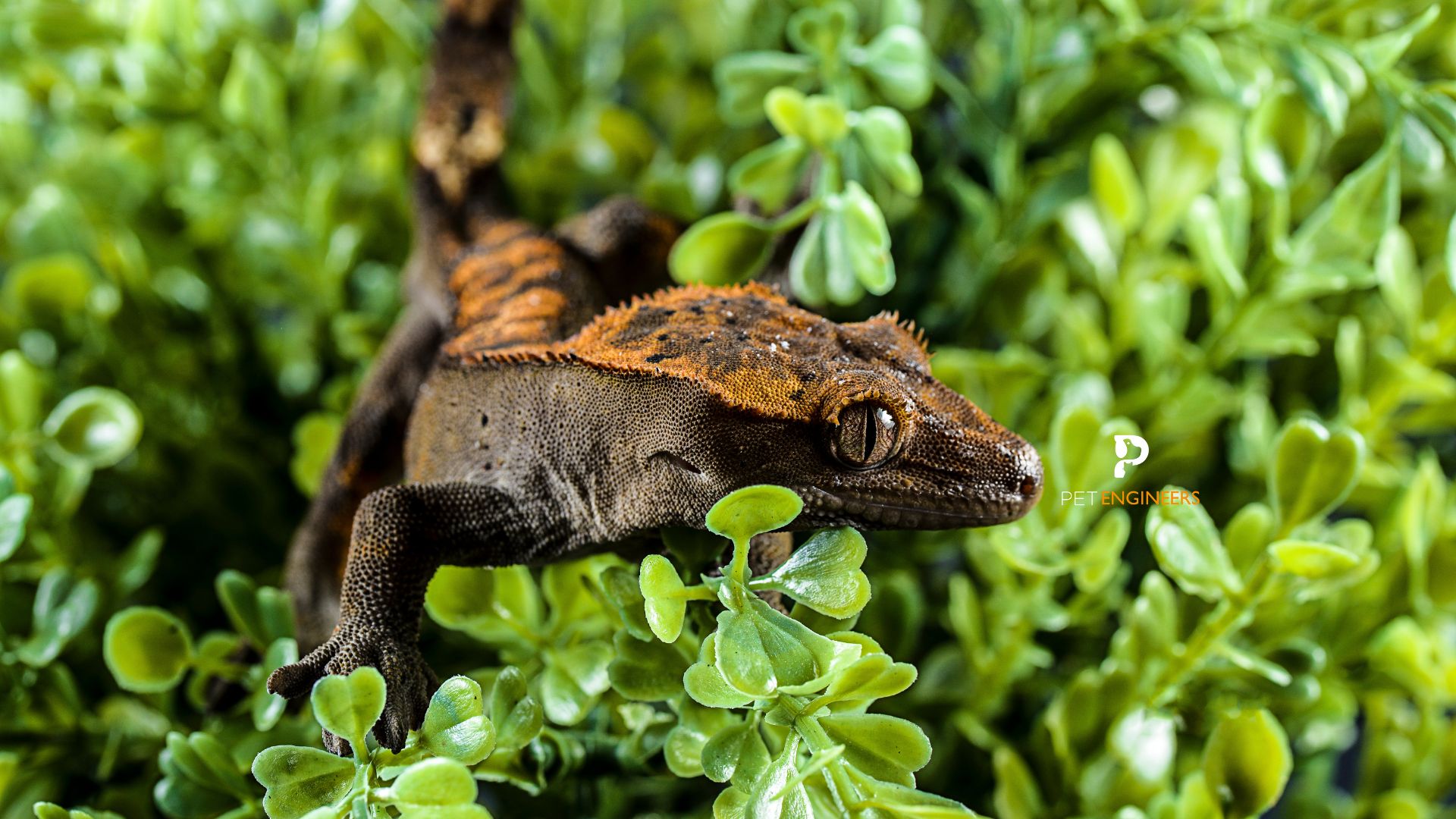 brown-crested-gecko