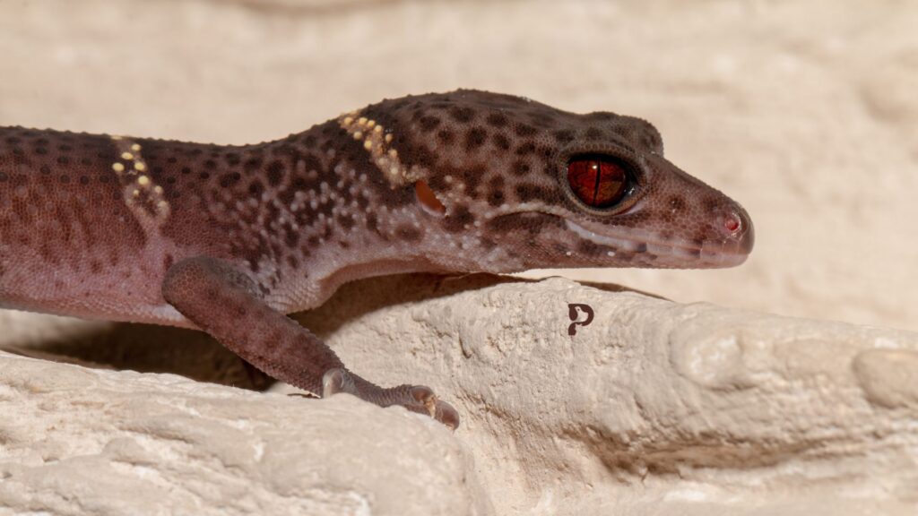 Chinese cave gecko