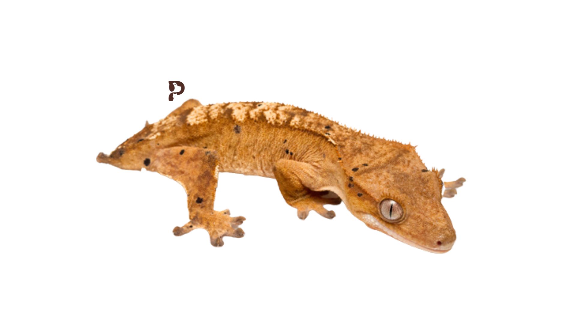 Crested Gecko Tail Drop & Loss? Here's What You Need To Know Pet