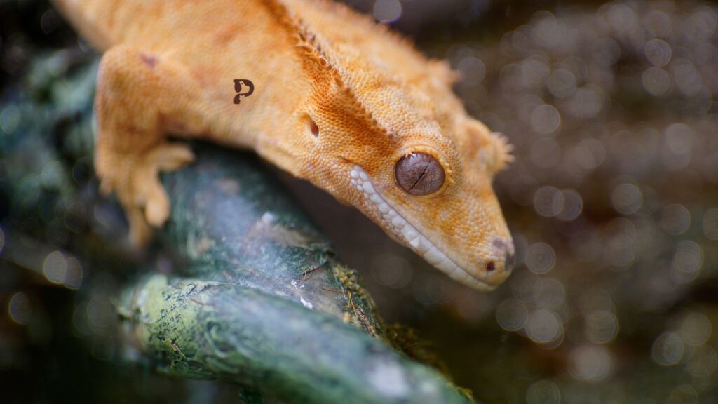 gecko