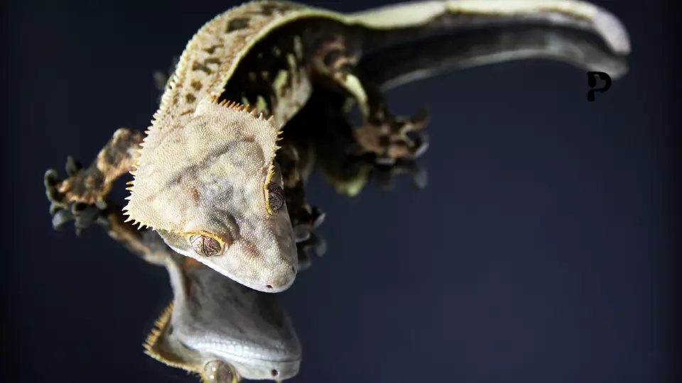 crested gecko morph