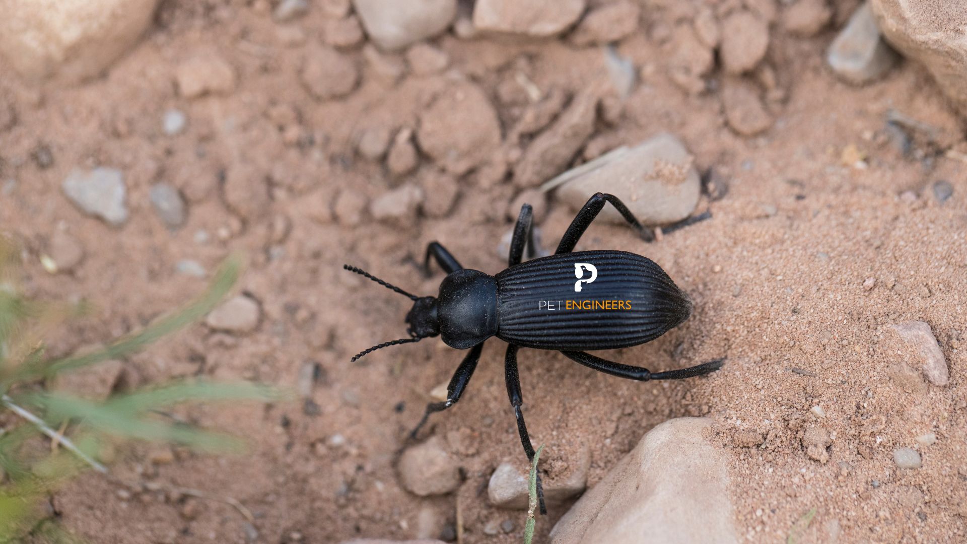 Can Crested Geckos Eat Darkling Beetles or Not 2023? The Truth Pet Engineers