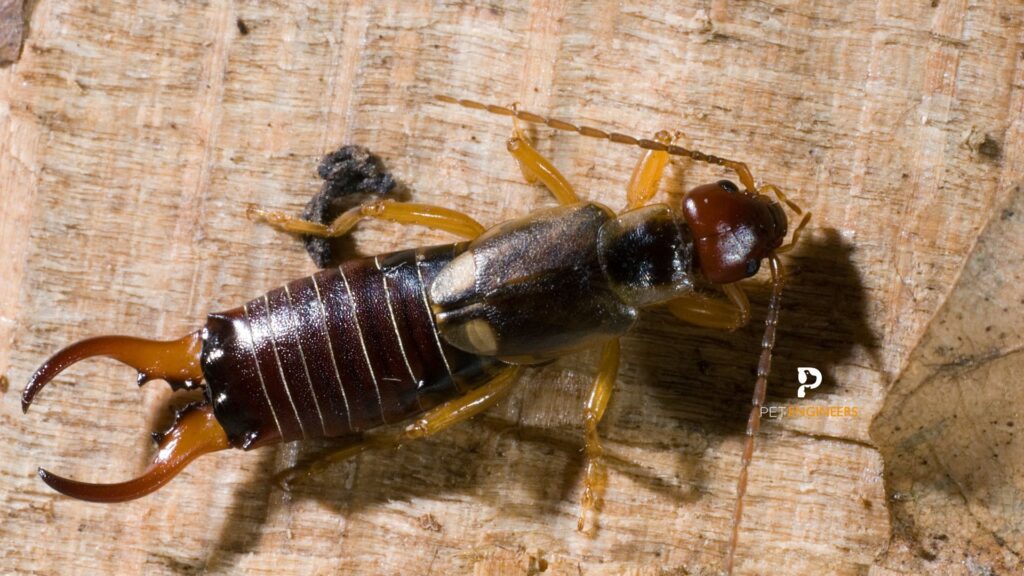 Crested Gecko Eat Earwigs or Not? Pet Engineers