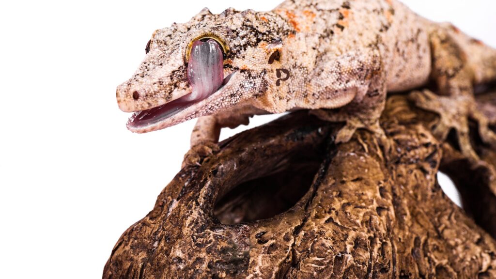 Gargoyle gecko