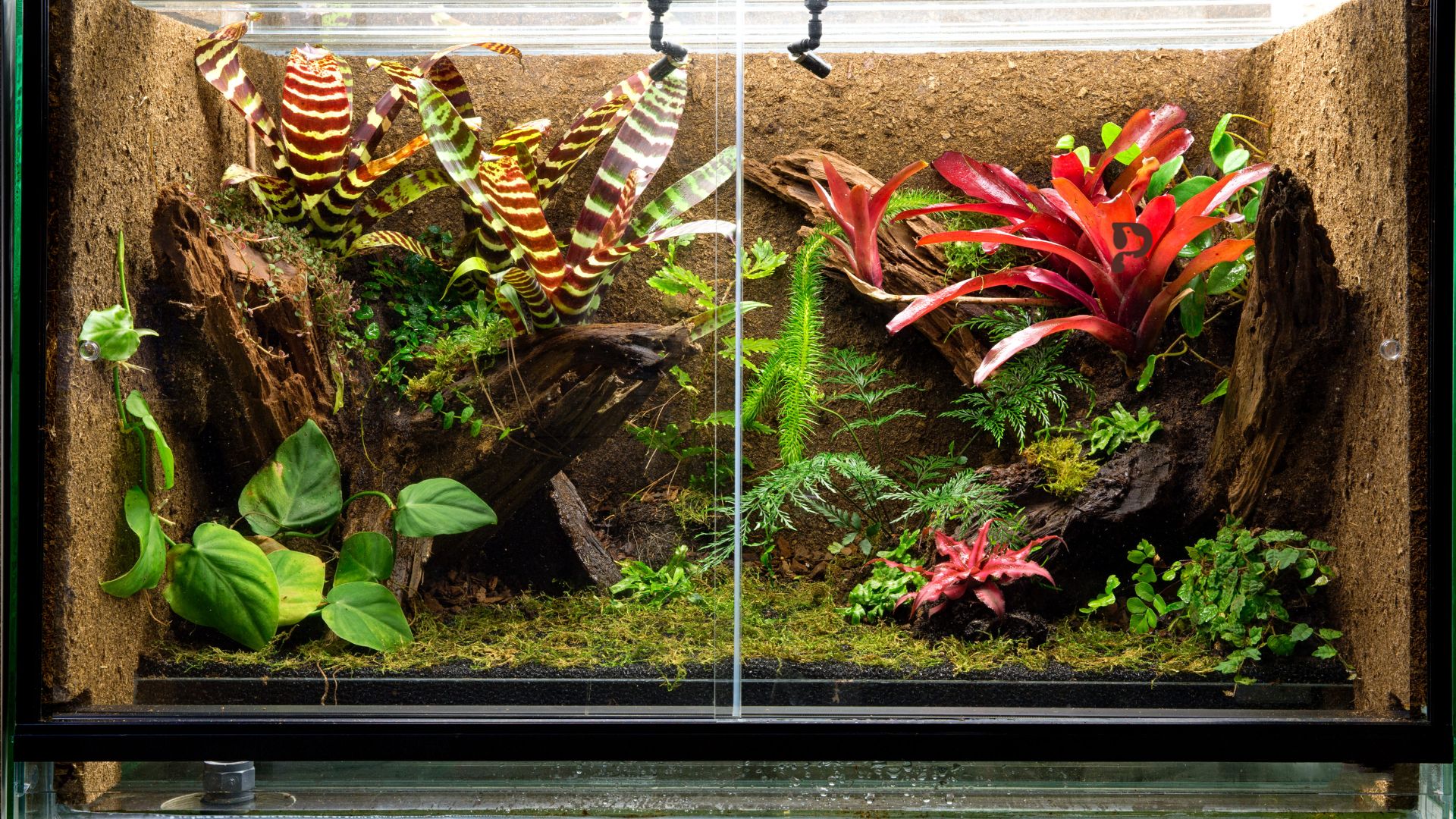 gecko-enclosure gecko-enclosure