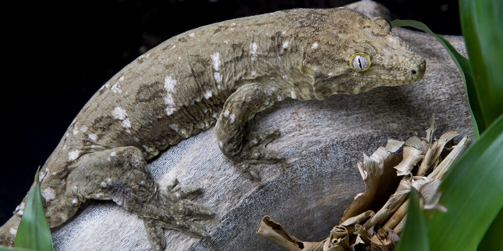New caledonian giant gecko