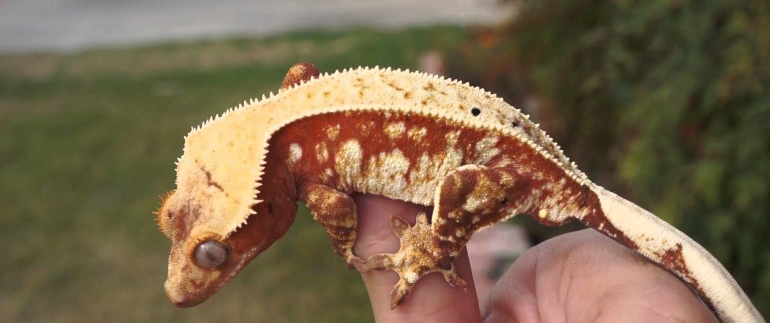 5 Most Expensive Crested Gecko Morphs in The World Pet Engineers