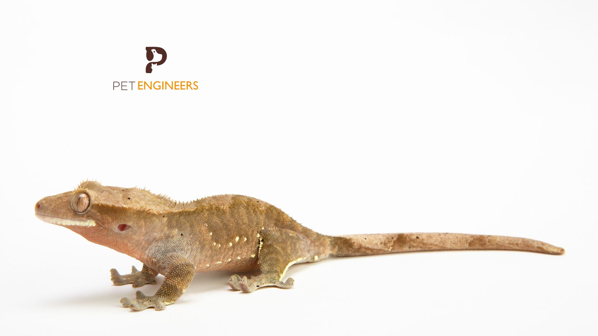 Do Crested Geckos Hibernate Or Brumate Pet Engineers