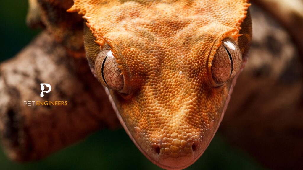 crested gecko
