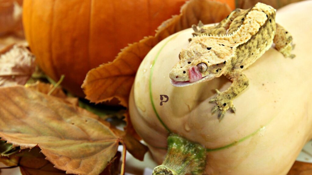 crested gecko on pumpkin