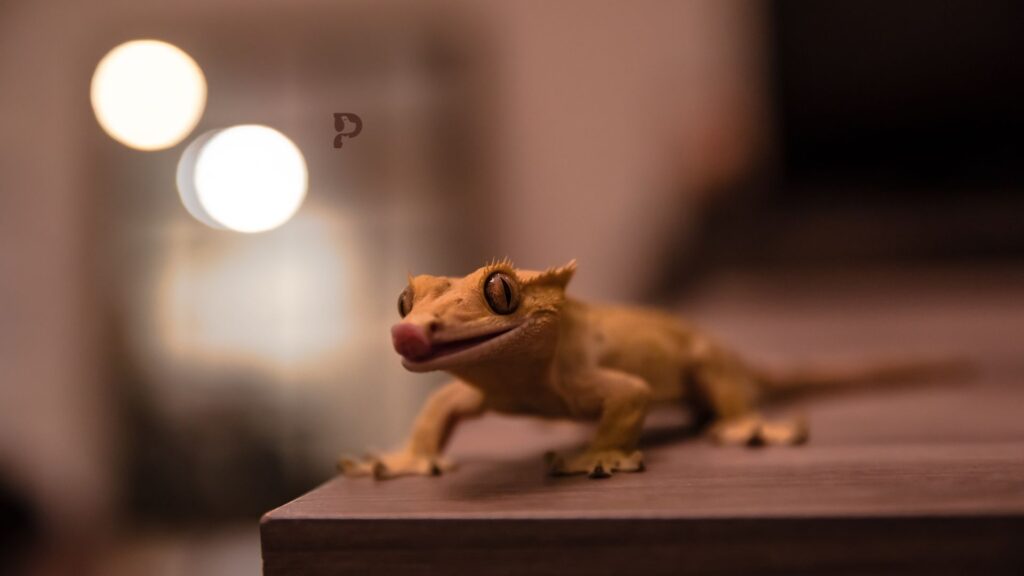 5 Reasons Why Is Your Crested Gecko Staring At You Pet Engineers