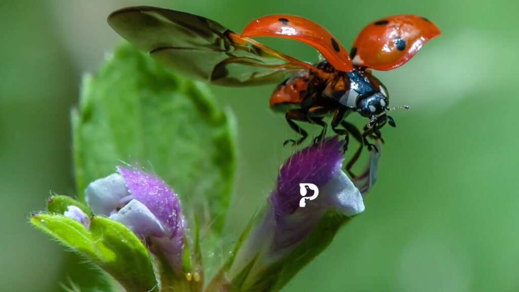 ladybugs