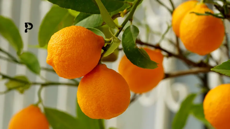 oranges
