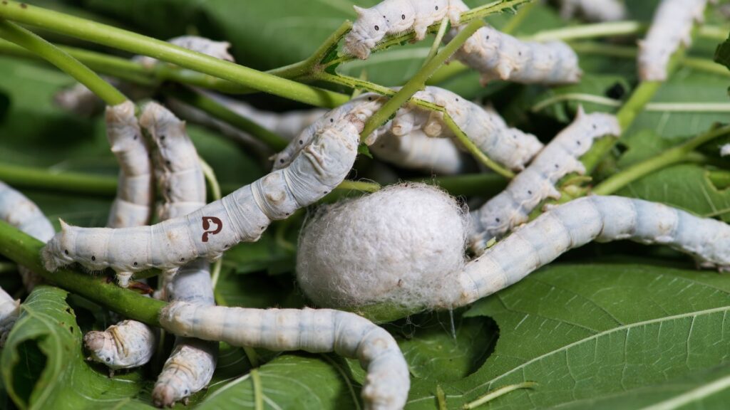 silkworms