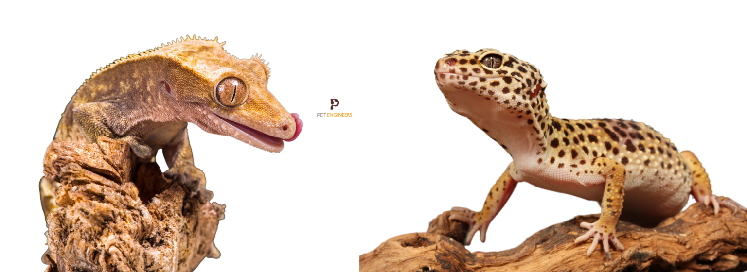 Can Crested Geckos and Leopard Geckos Live Together? Pet Engineers