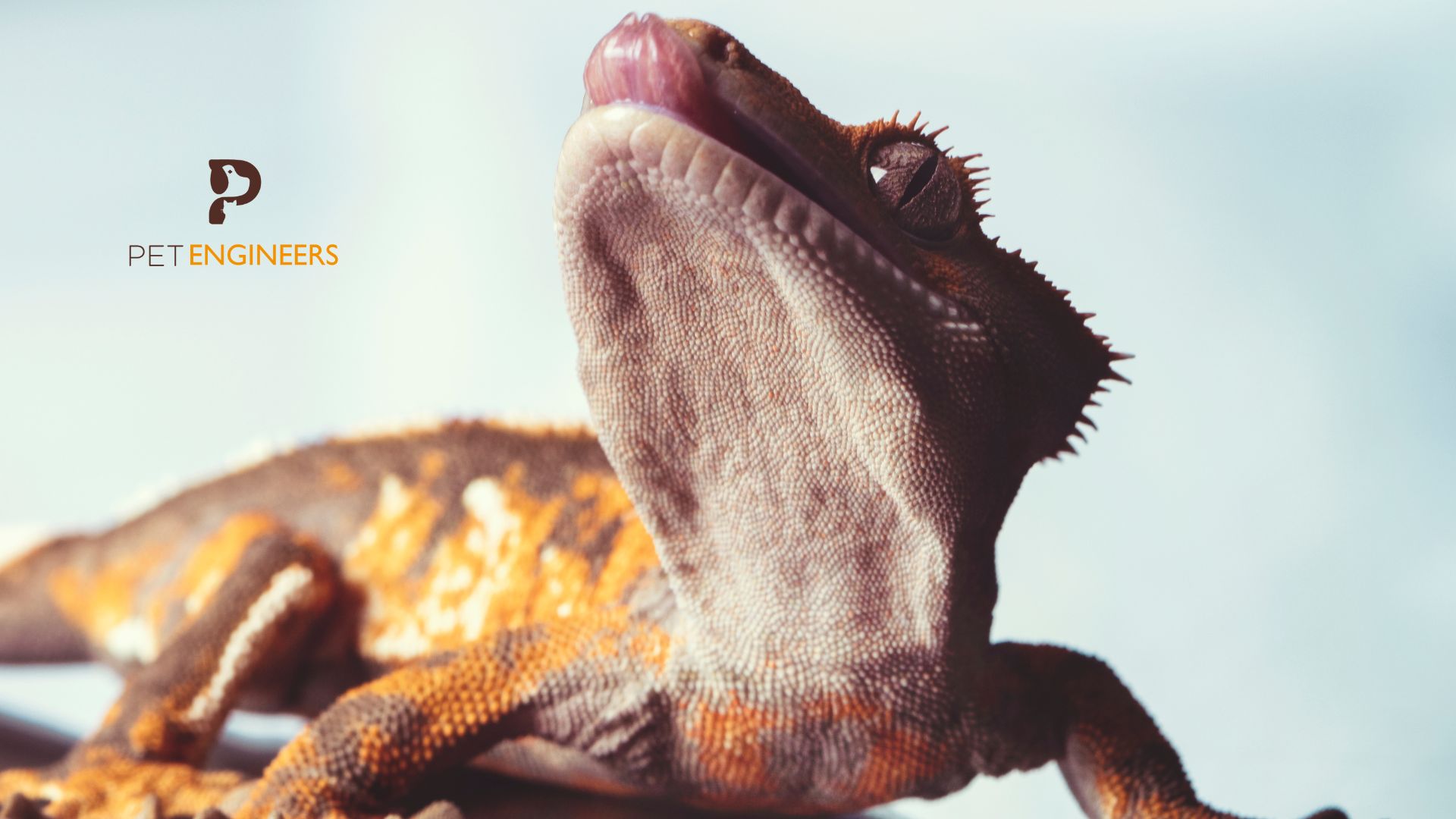 are crested geckos good pets