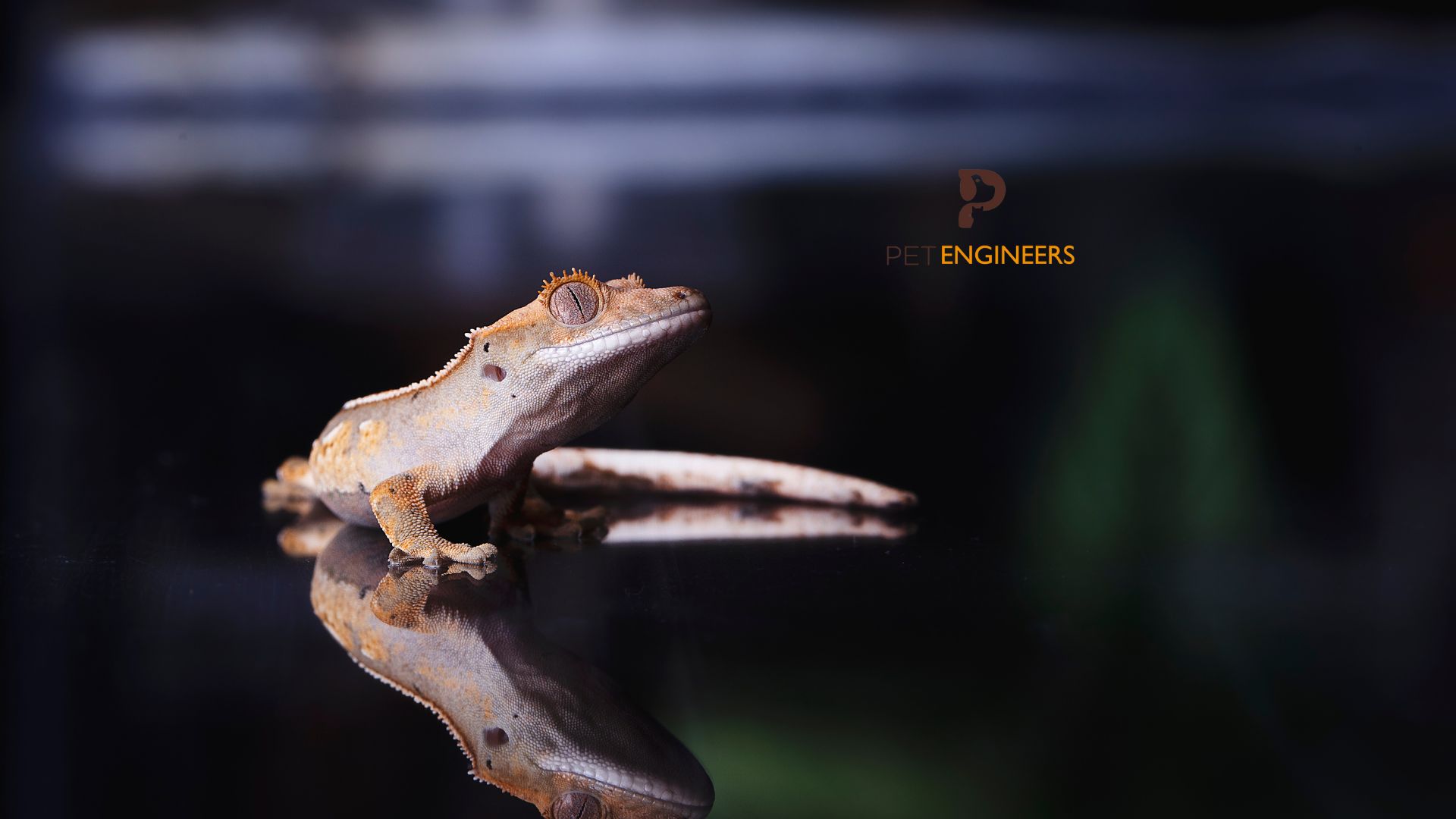 Do Crested Geckos Get Bored Or Not? Pet Engineers