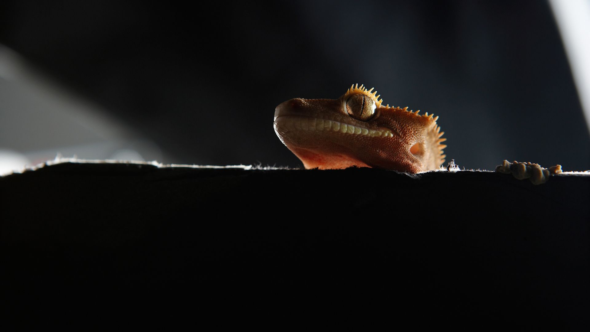 crested gecko