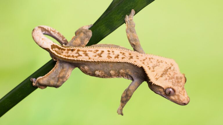 Crested Gecko Size and Growth Chart Guide 2025 | Pet Engineers
