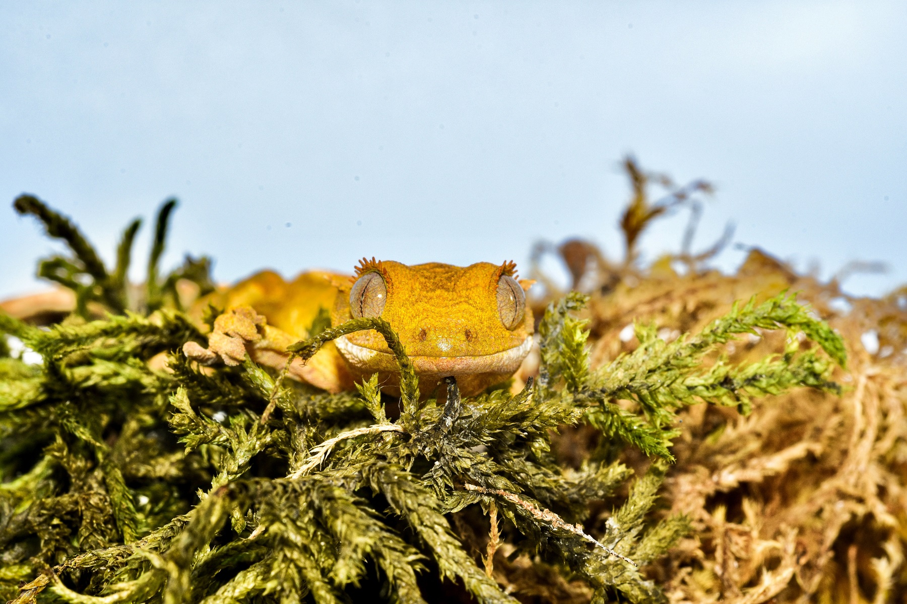 crested gecko behind plant