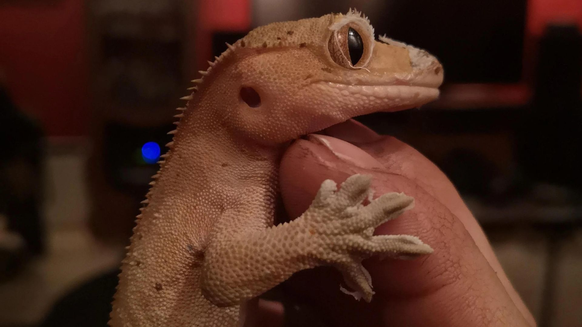 crested gecko hibernation