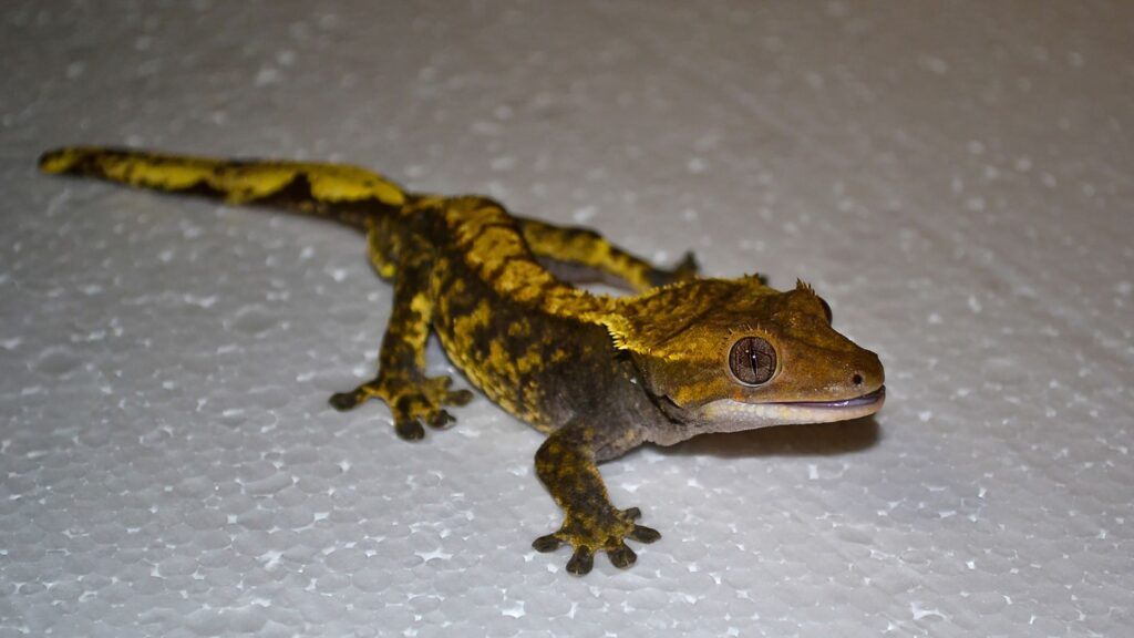 Crested Gecko Tail Loss Guide 101 Do Crested Geckos’ Tails Grow Back